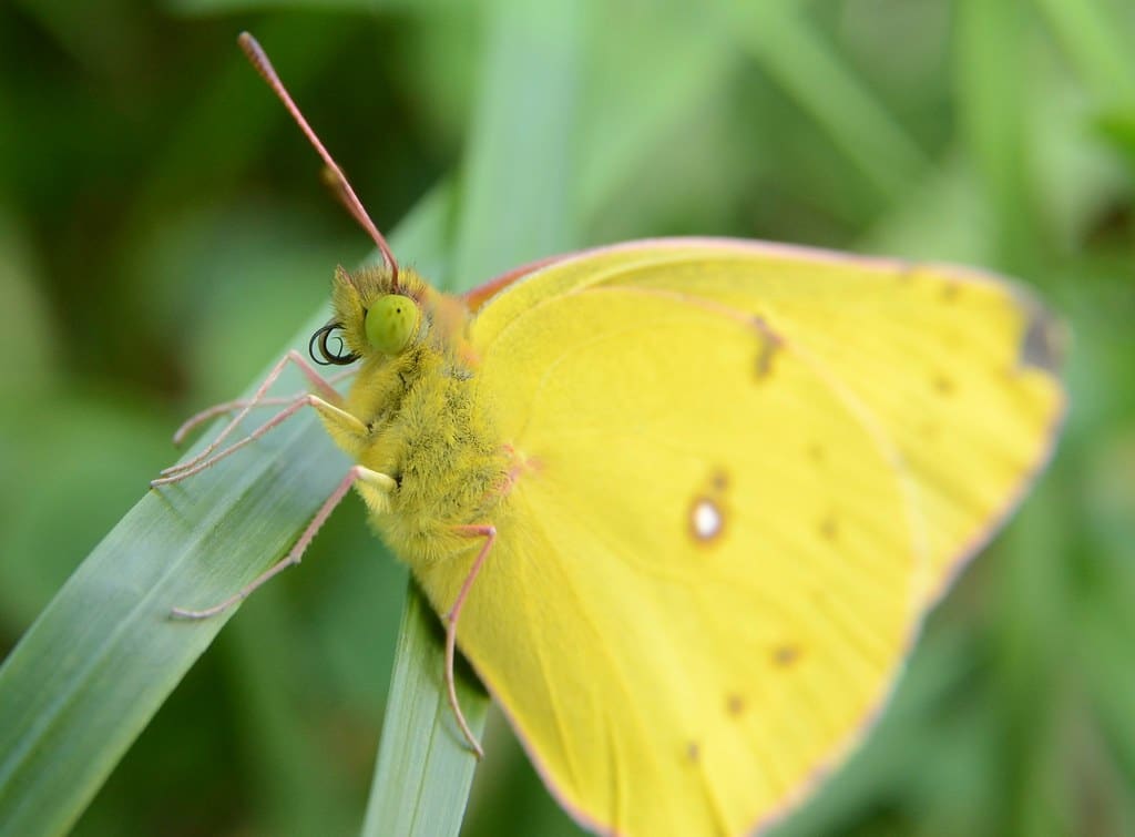 Clouded Sulphur Butterflies in Wisconsin