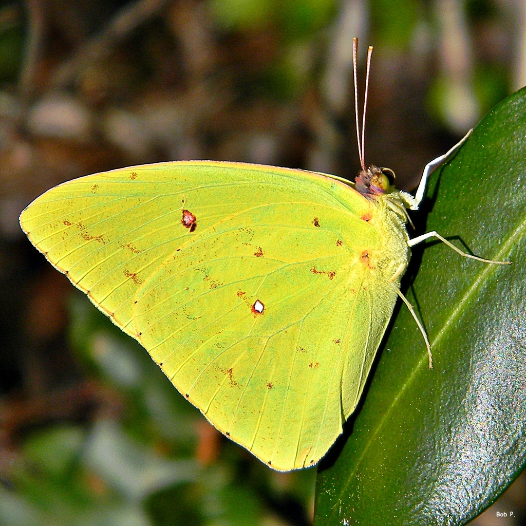 Cloudless Sulphur