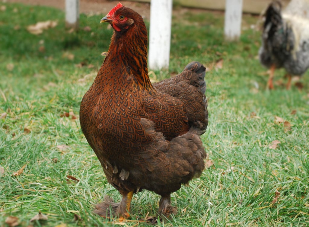Cochin Partridge - Heritage Chicken Breeds