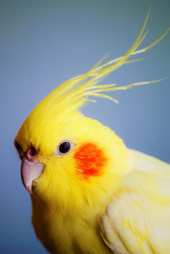 Cockatiel