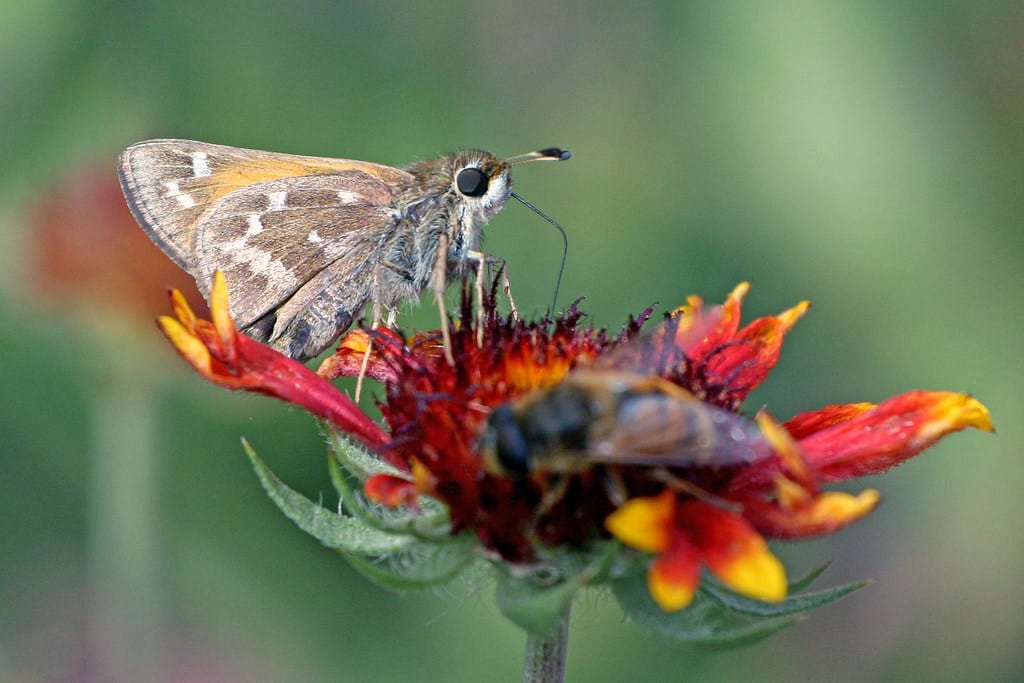 Common Branded Skipper