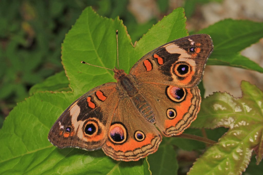 Common Buckeye