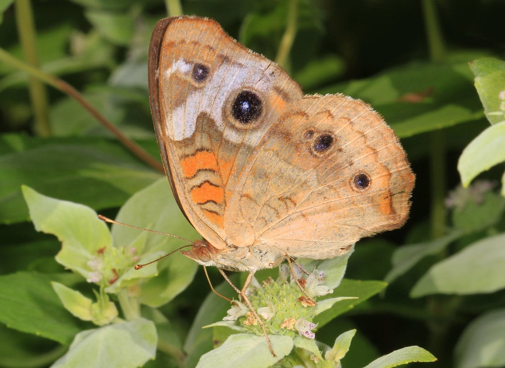 Common Buckeye
