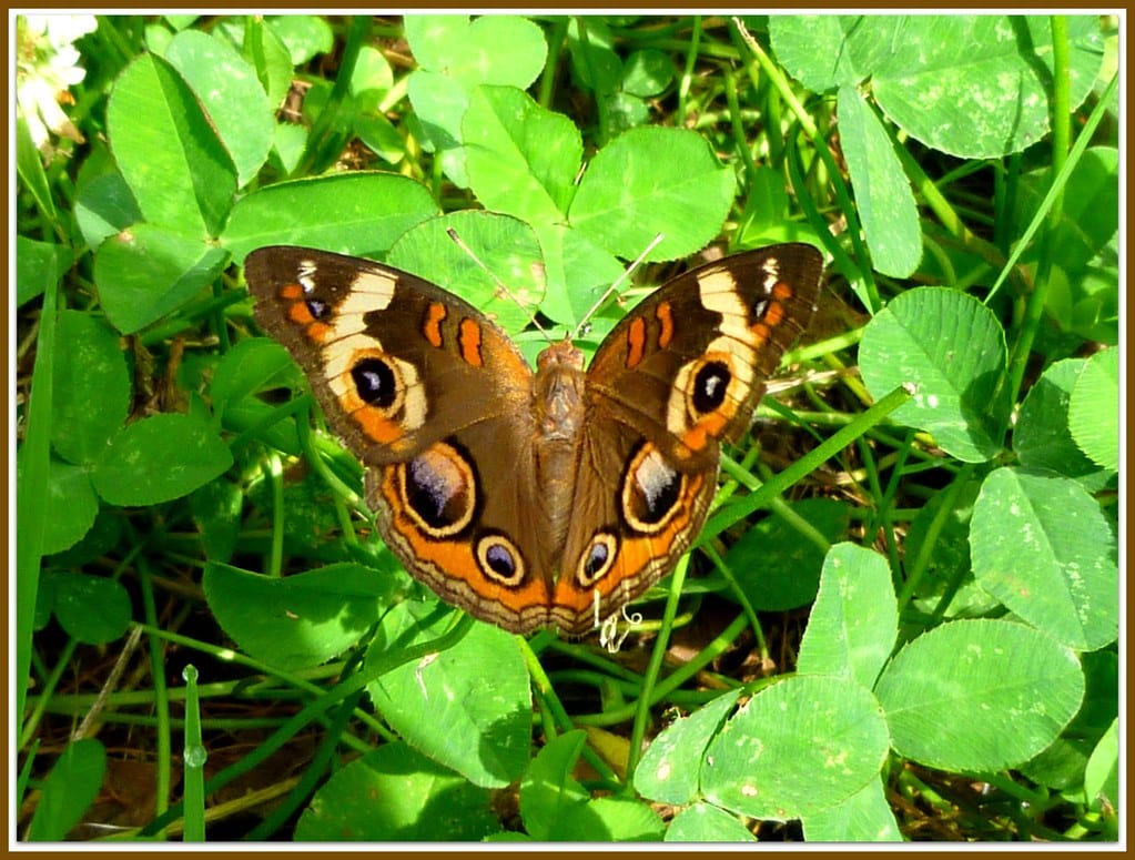 Common Buckeye