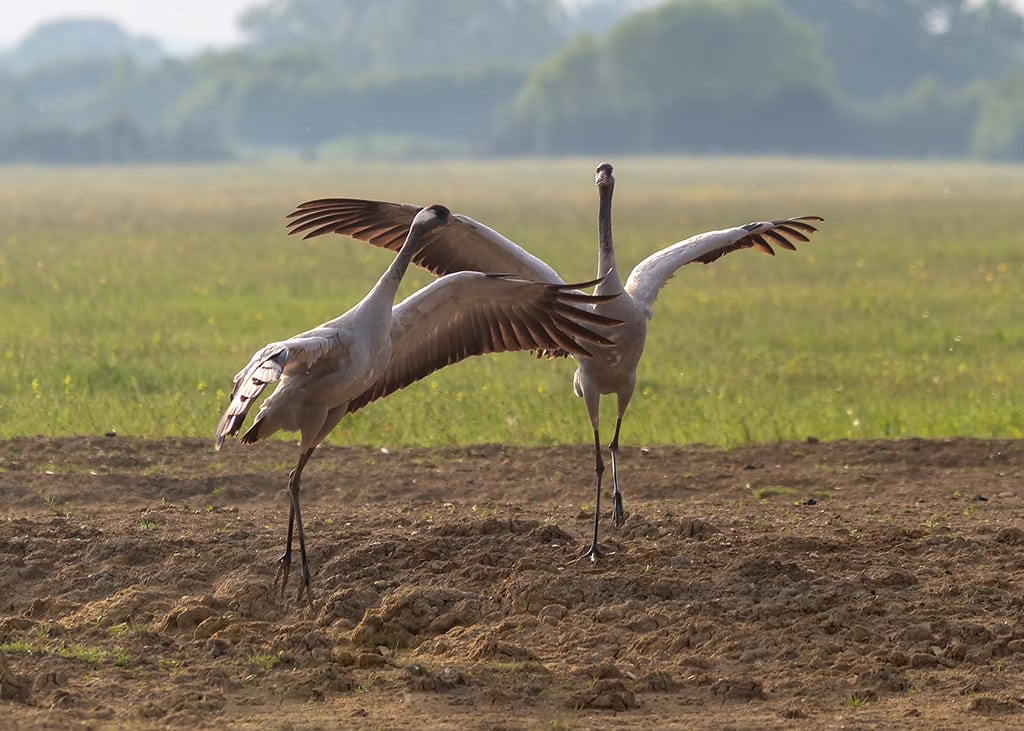 Common Crane