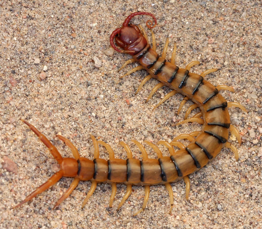 Common Desert Centipede