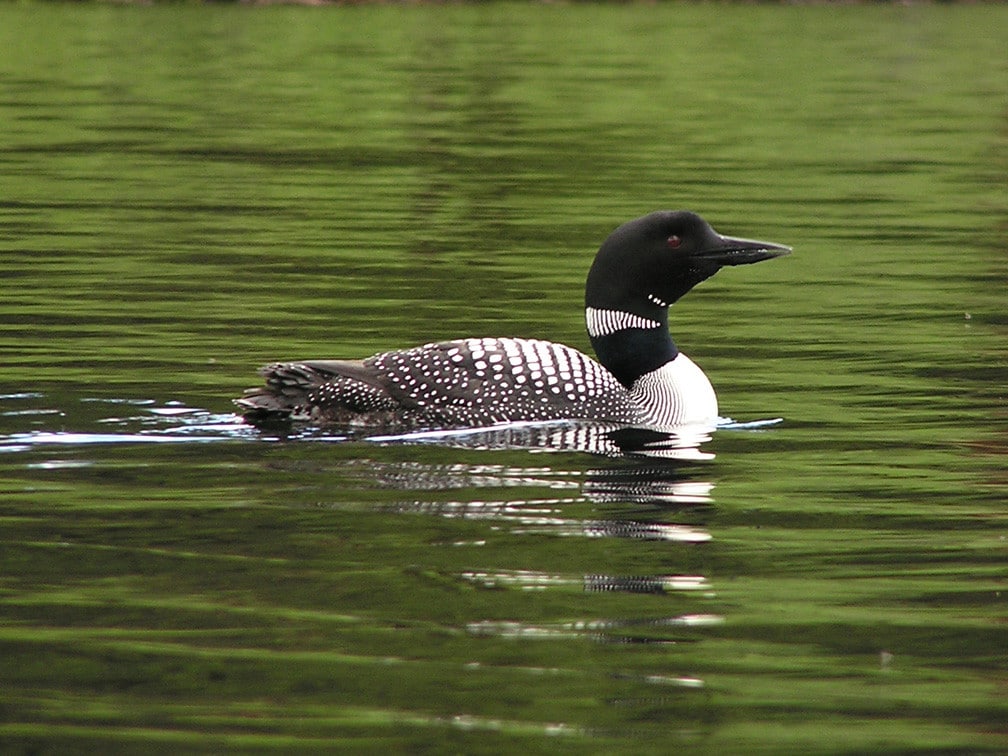 Common Loon