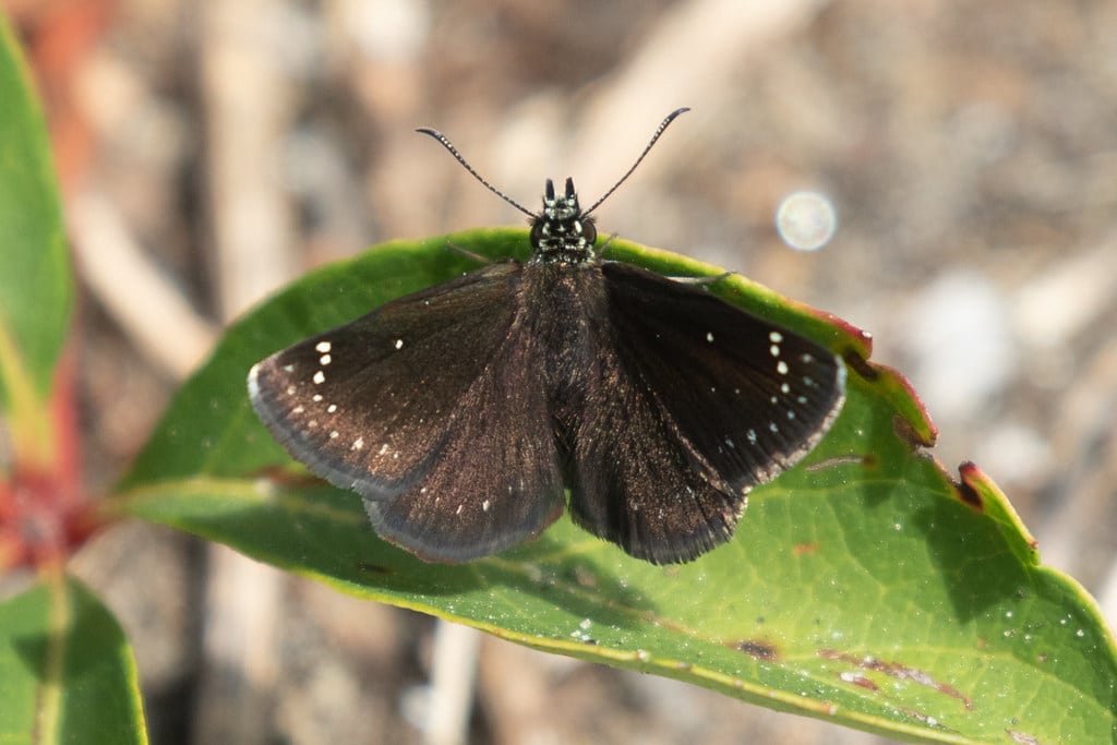 Common Sootywing