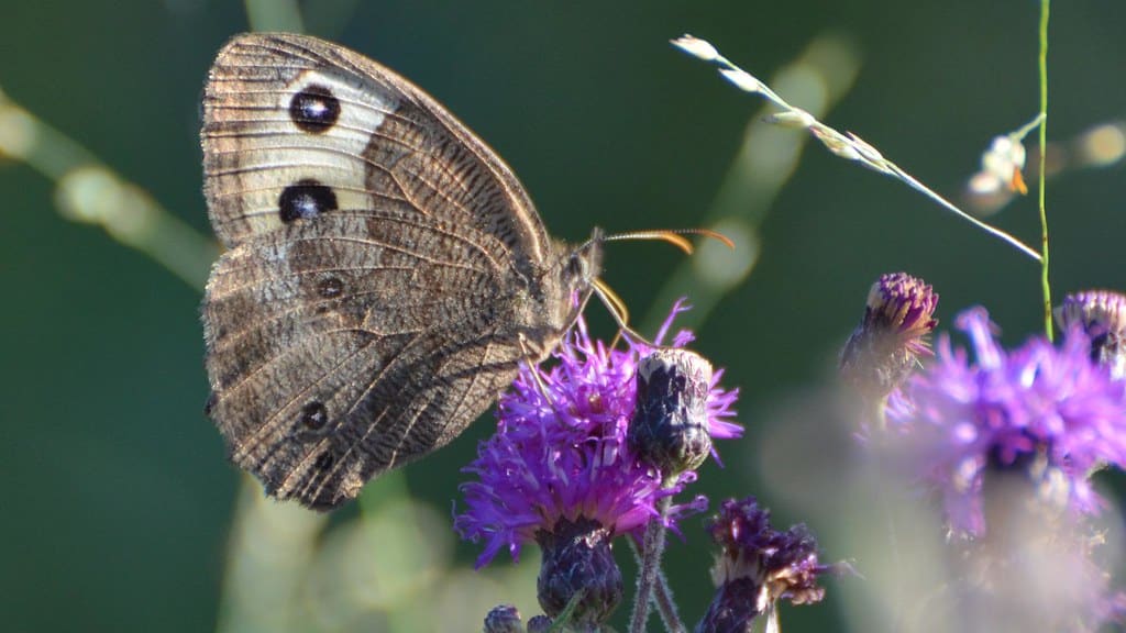 Common Wood-Nymph - Butterflies in Delaware