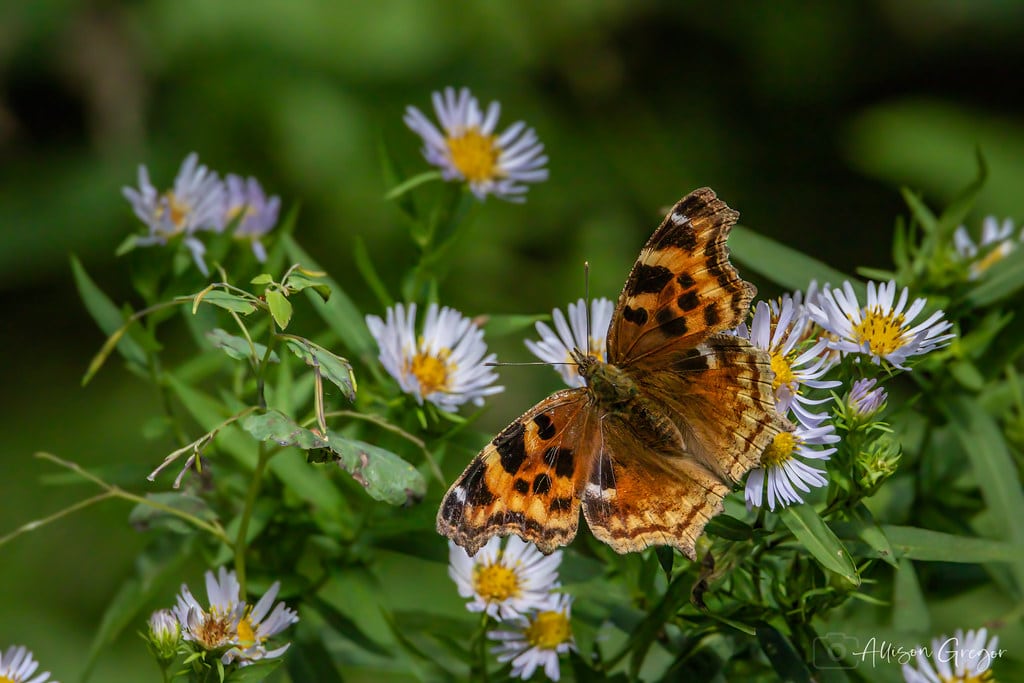 Compton Tortoiseshell