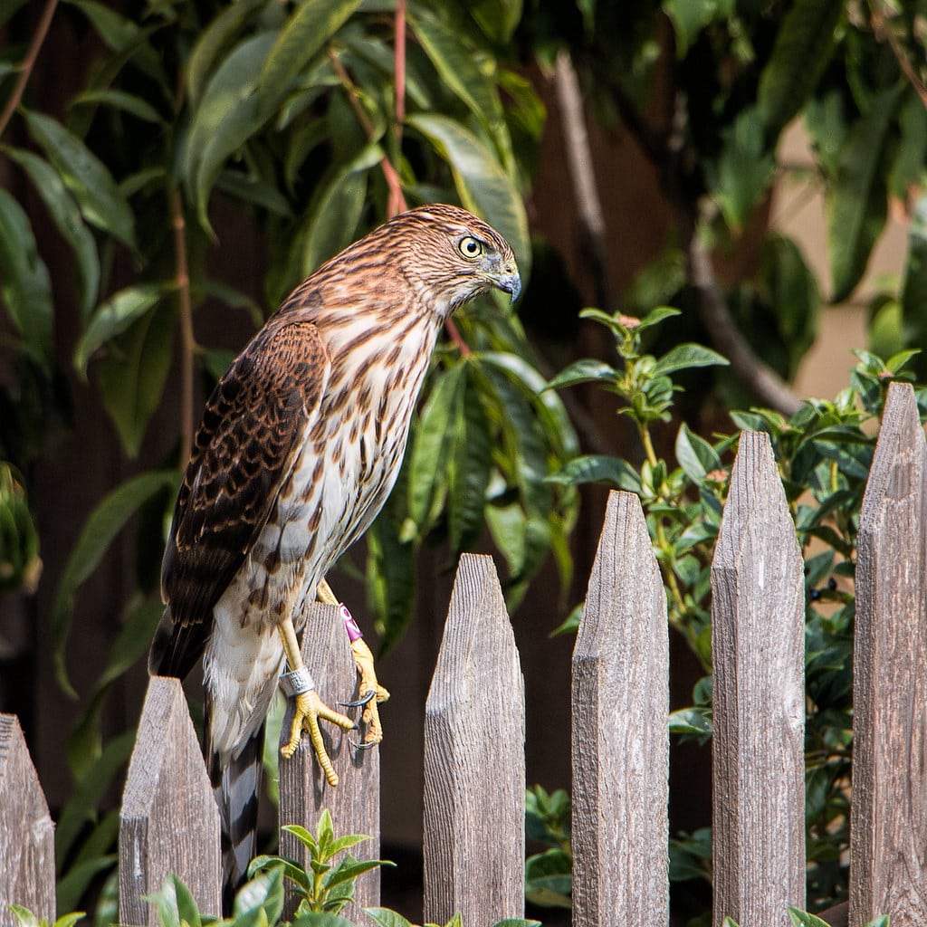 Cooper's Hawk