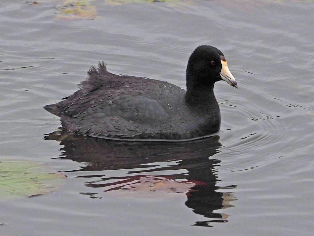 Coot