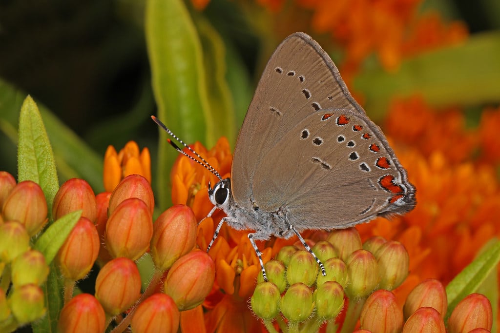 Coral Hairstreak - Types of Butterflies in Utah