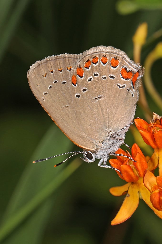Coral HairstreakButterflies in Wisconsin