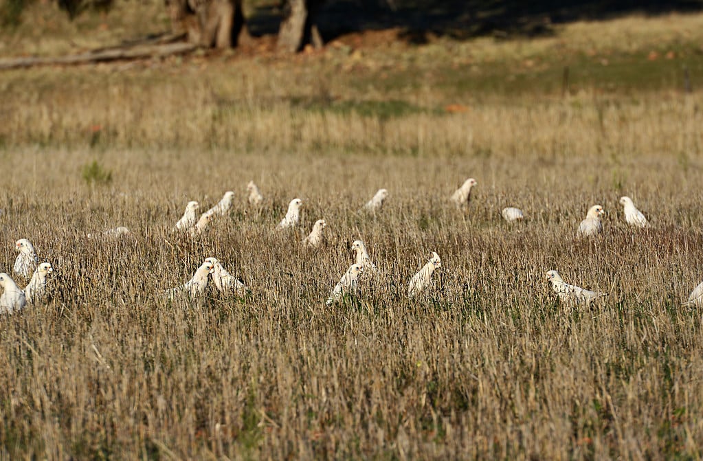 Corella Species