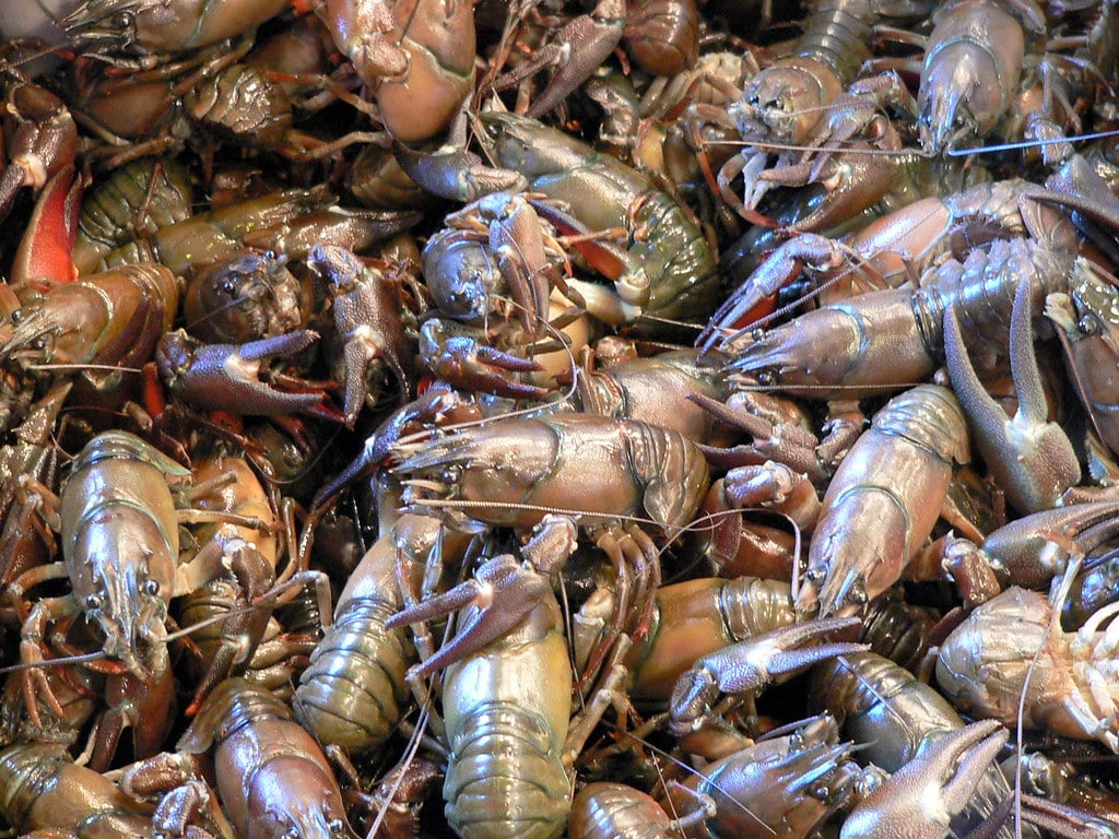 Crayfish