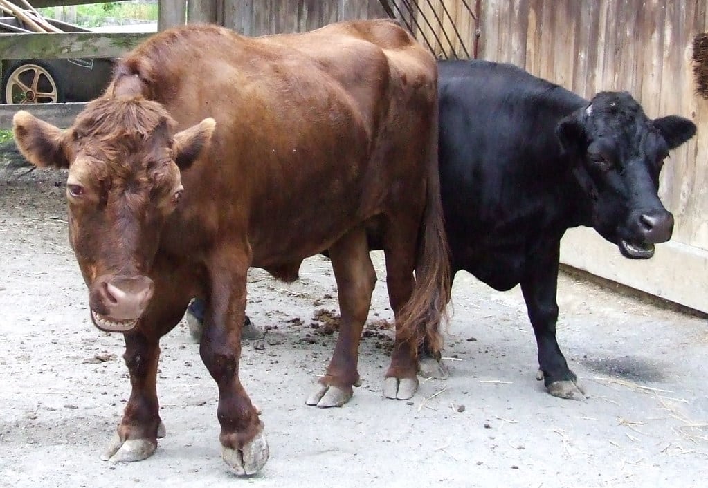 Dexter Cattle