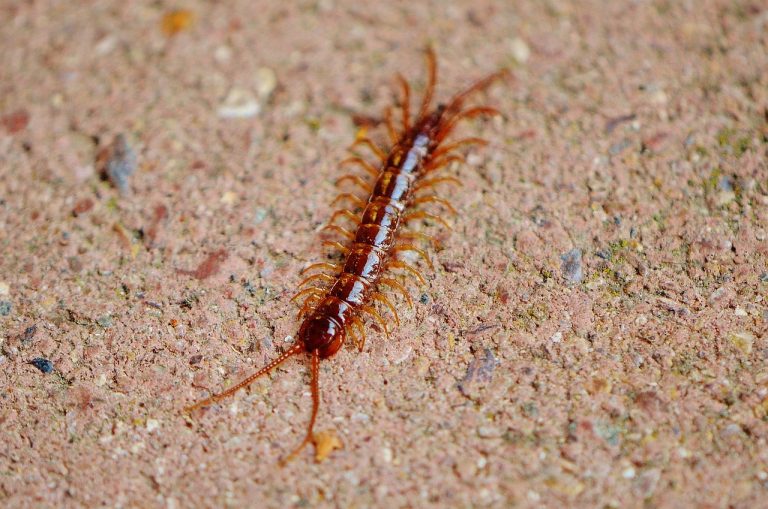 13 Different Types of Centipedes