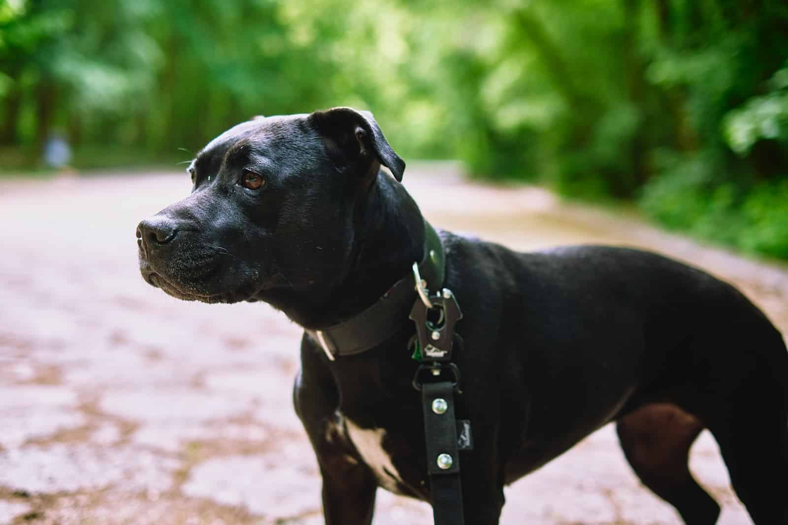 dog breeds that start with U