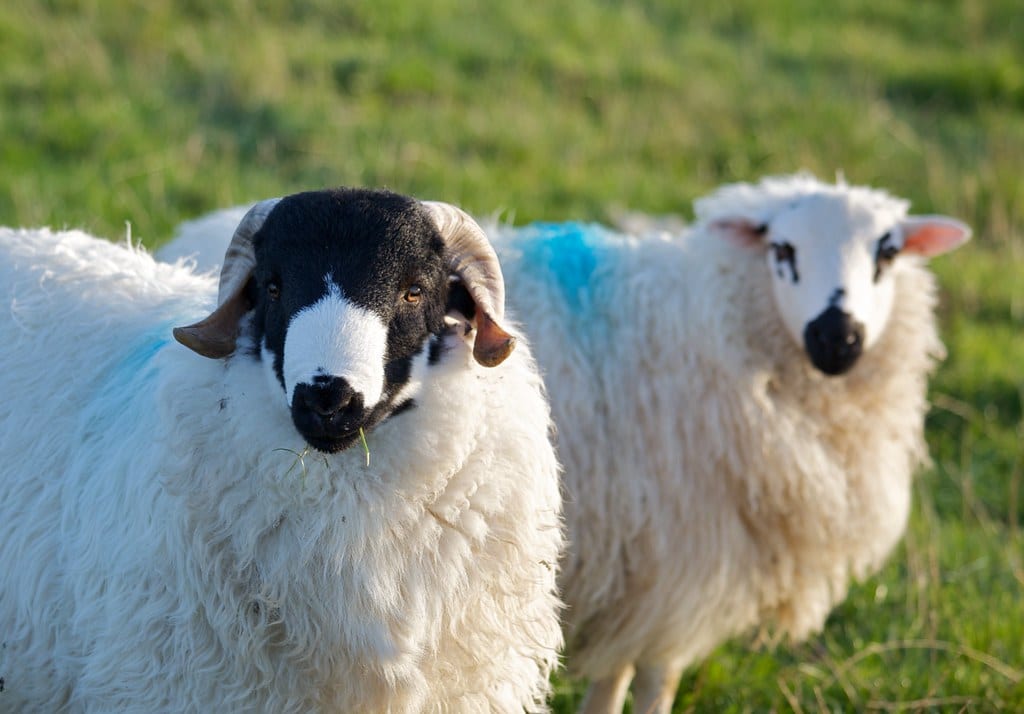 Domestic Sheep