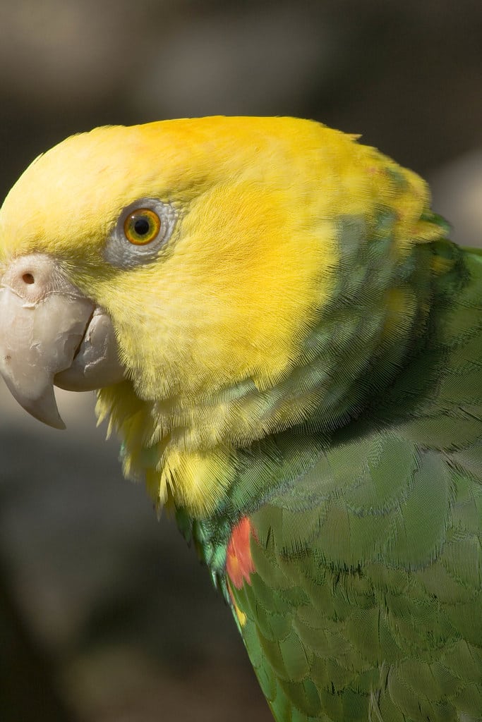 Double Yellow-Headed Amazon