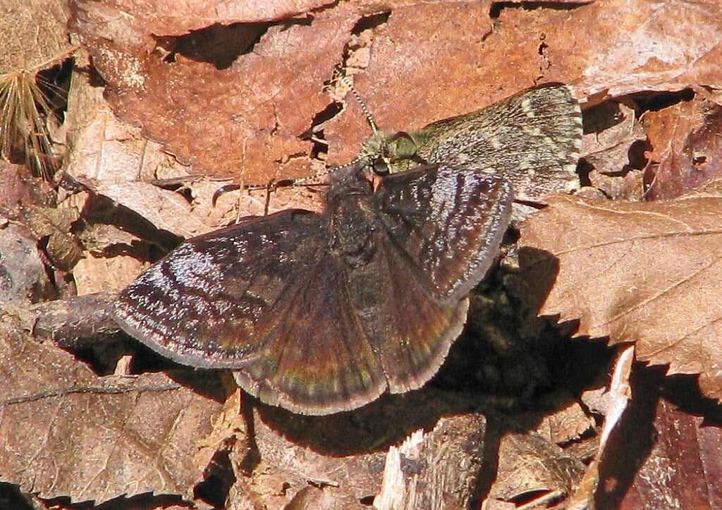 Dreamy Duskywing Butterfly
