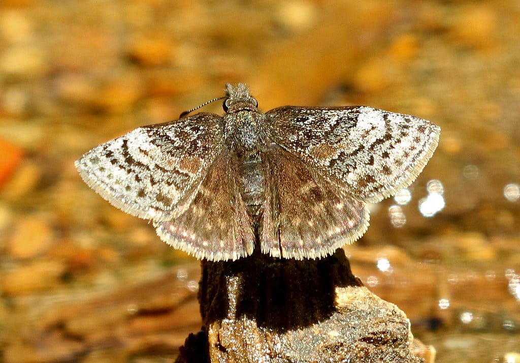 Dreamy Duskywing 