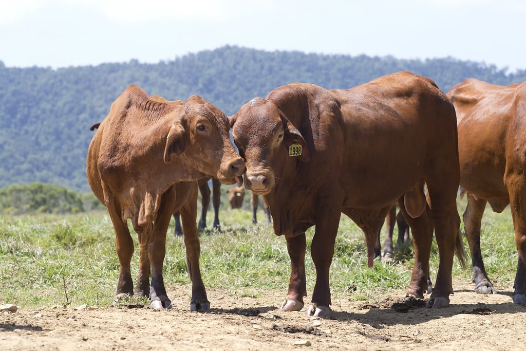 Droughtmaster Cattle