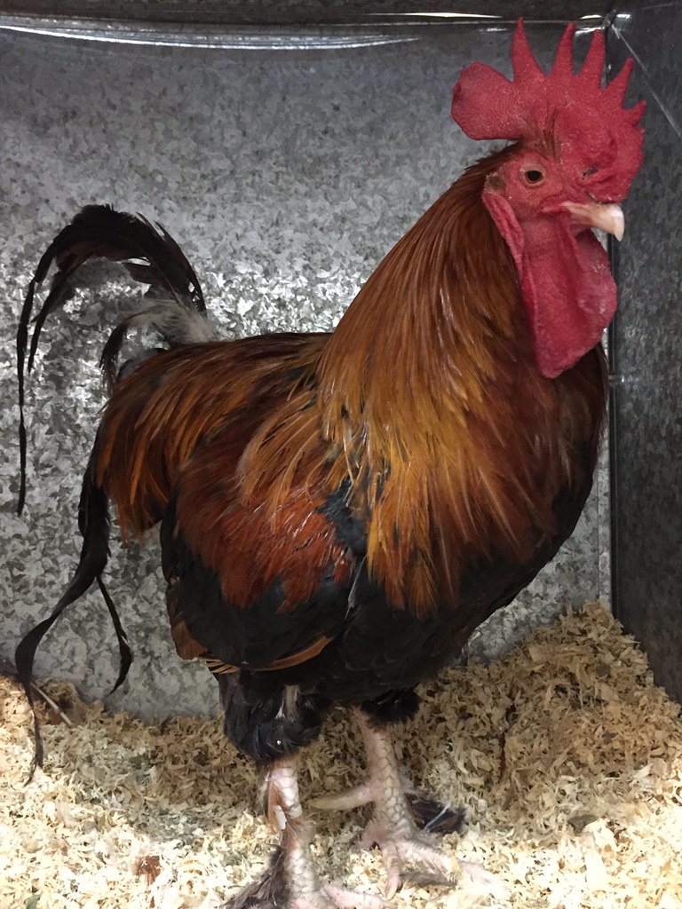 Dutch Bantam