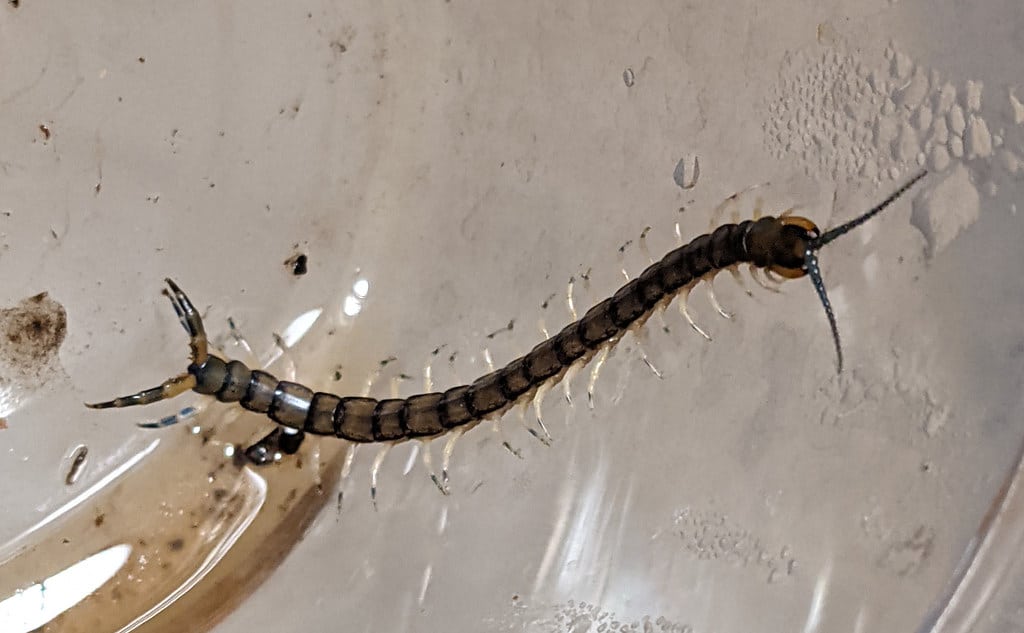 Eastern Bark Centipede - Different Types of Centipedes