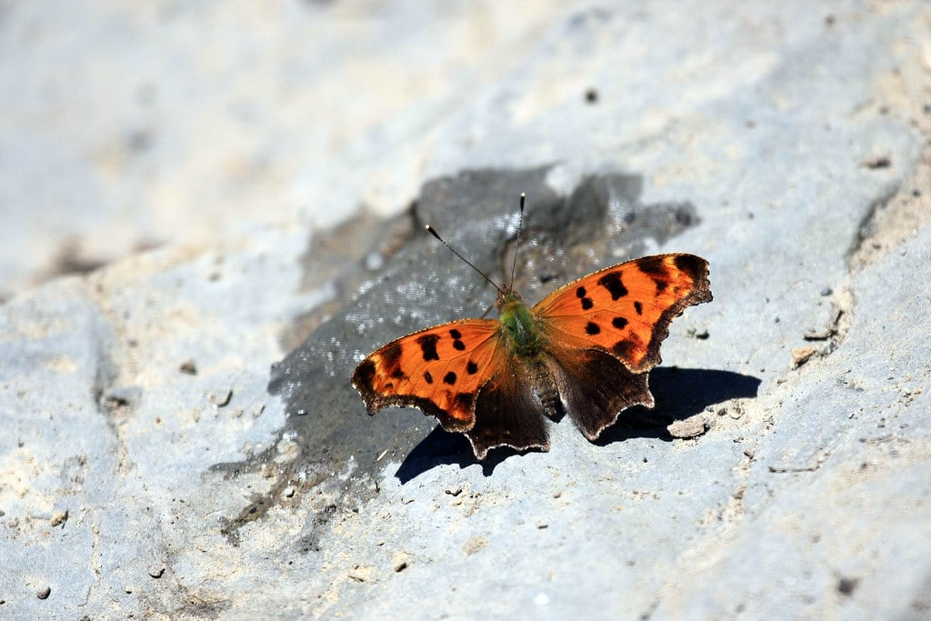 Eastern Comma