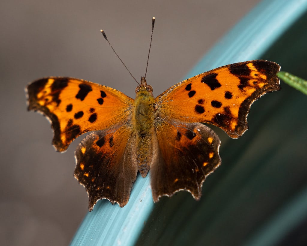 Eastern Comma Butterfly - Types of Butterflies in Georgia