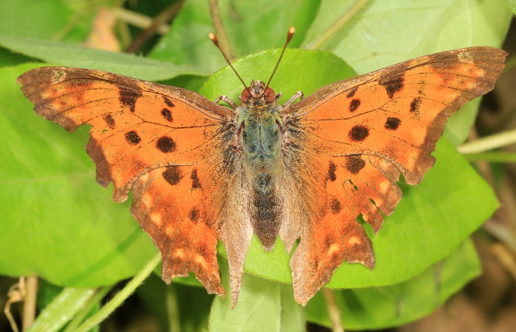 Eastern Comma