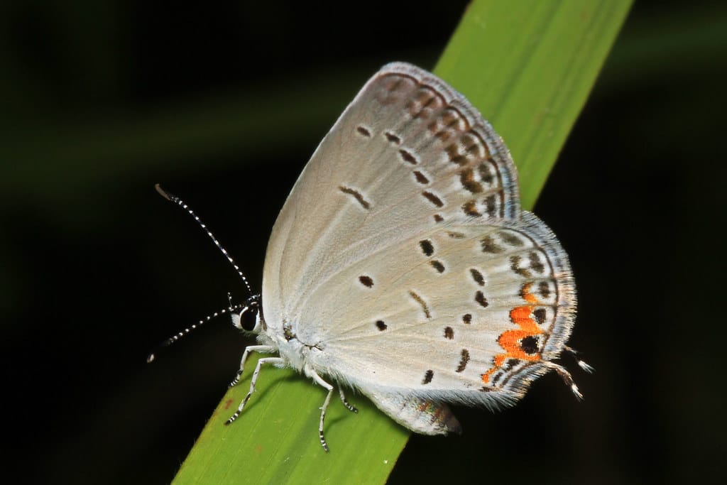 Eastern Tailed-Blue - Types of Butterflies in Georgia