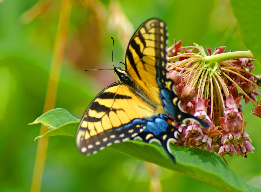 Eastern Tiger Swallowtail
