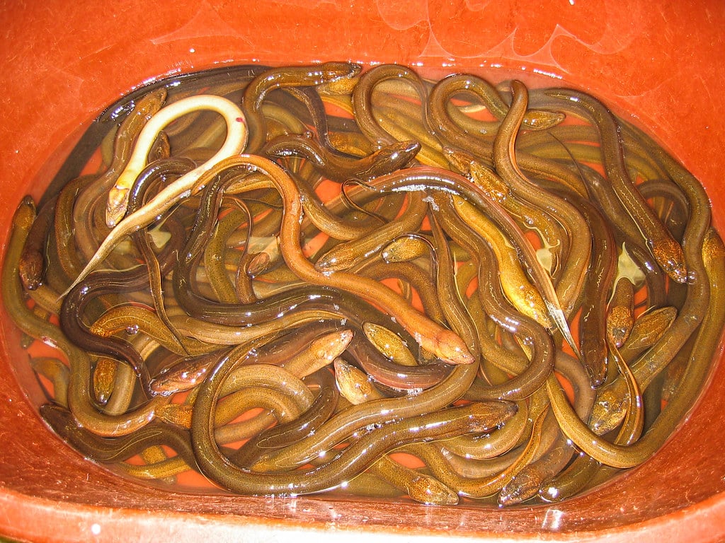 Eel