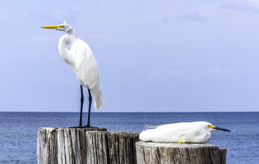 Egret