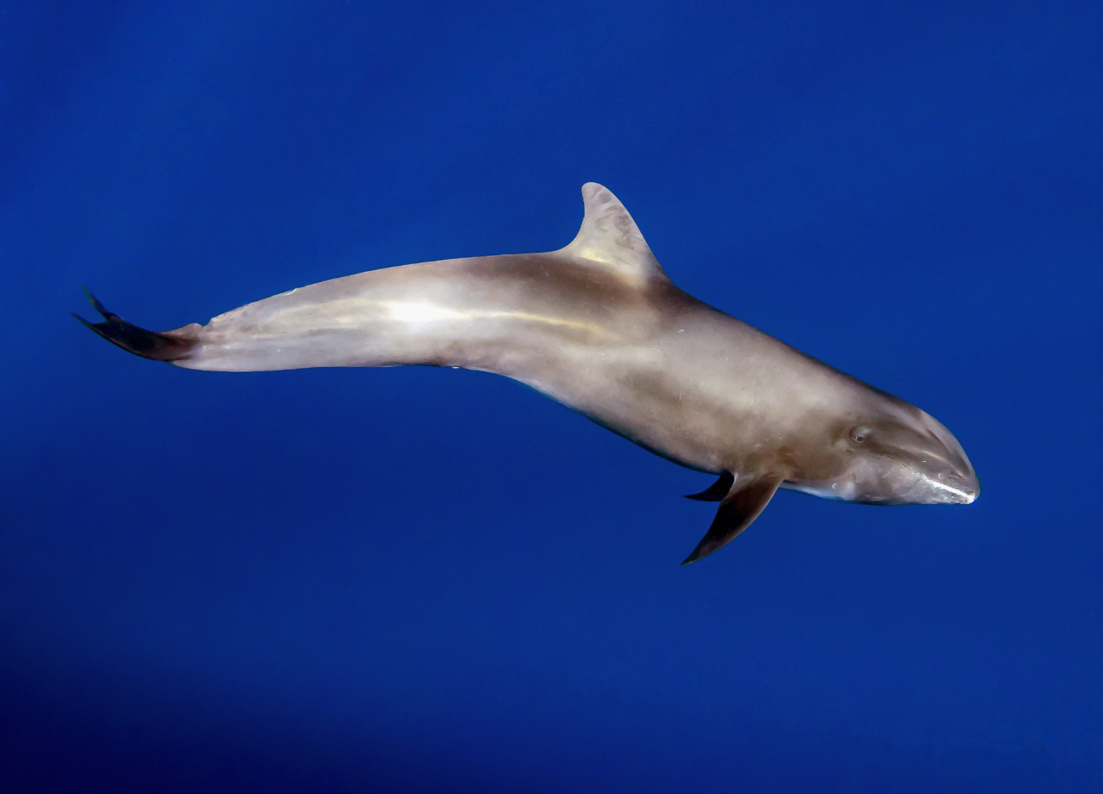 Electra Dolphin - Different Types of Dolphins