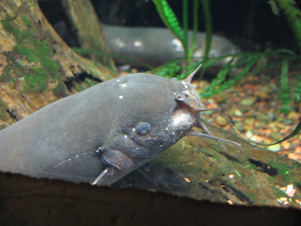Electric Catfish