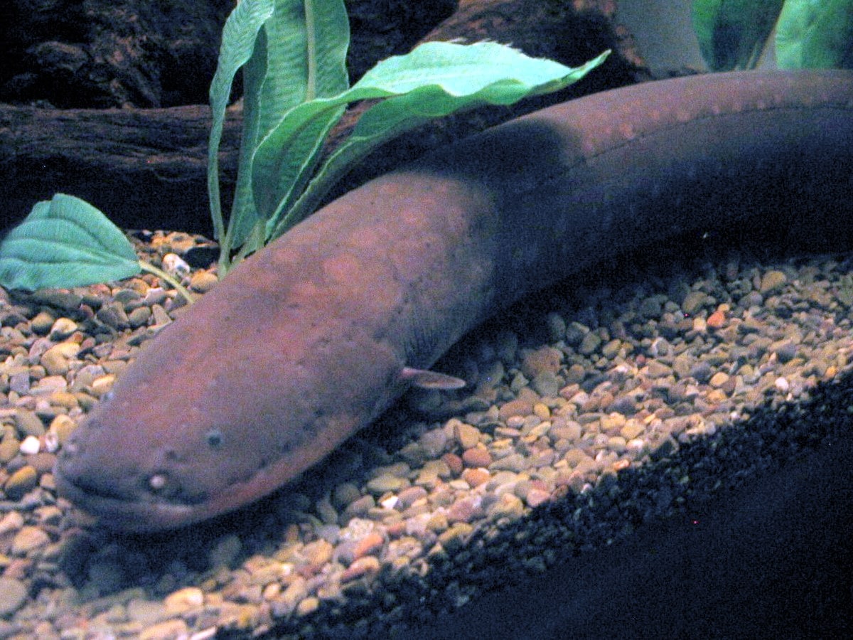 Electric Eel