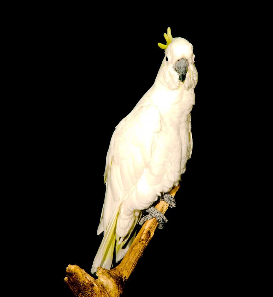 Eleonora Cockatoo