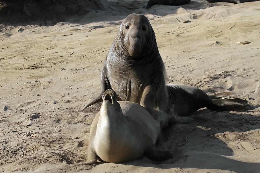 Elephant Seals