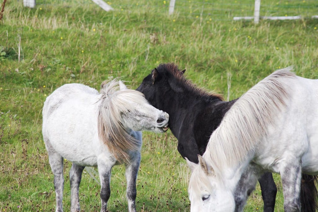 Eriskay Pony