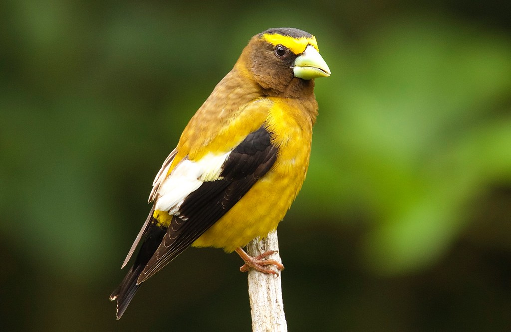 Evening Grosbeak
