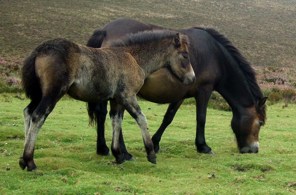 Exmoor Pony