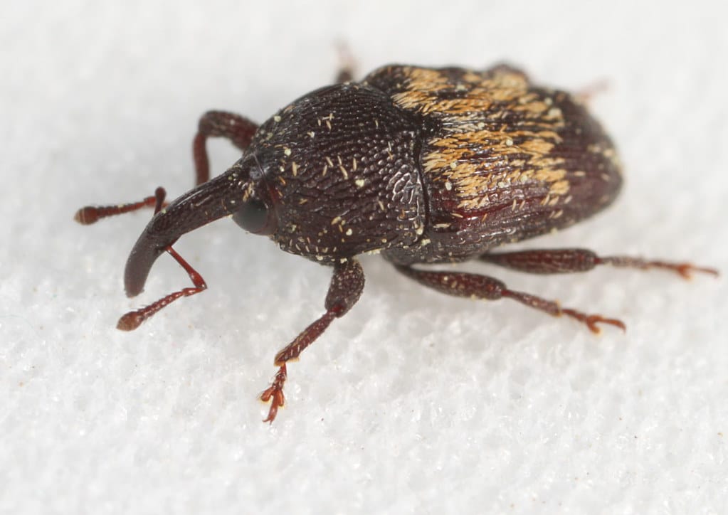 Flower Weevil