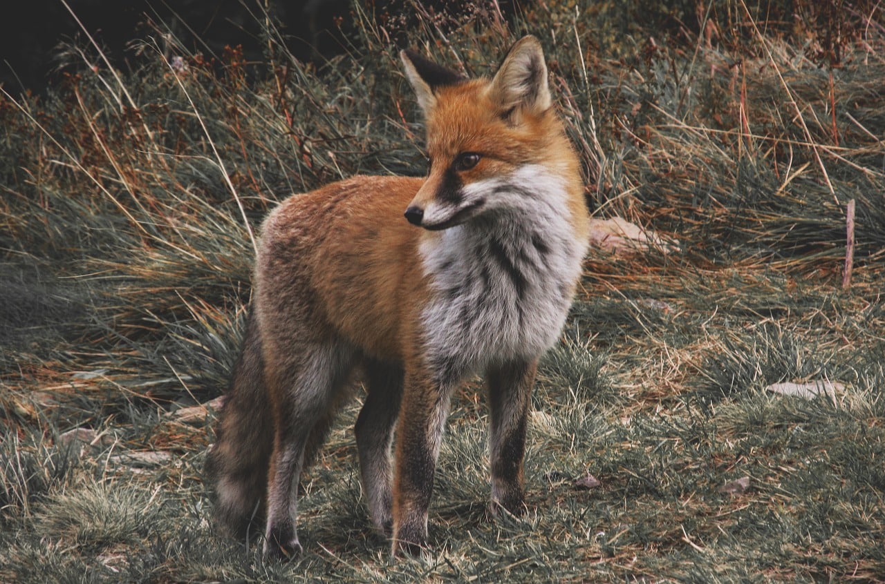 Fox - Most Solitary Animals