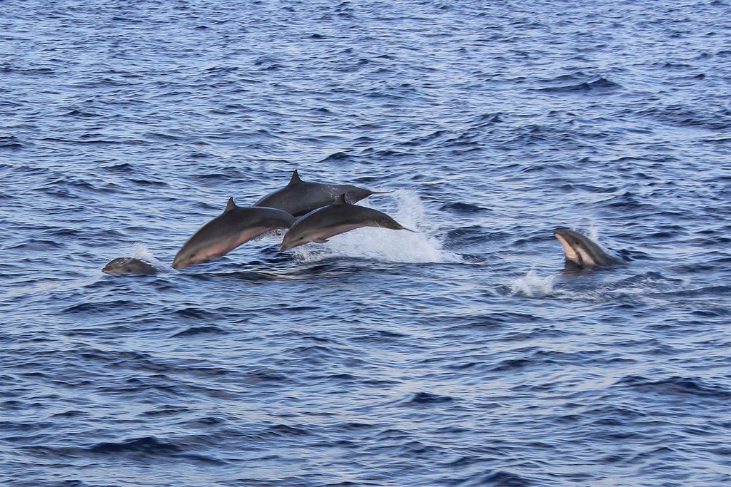 Fraser’s Dolphin