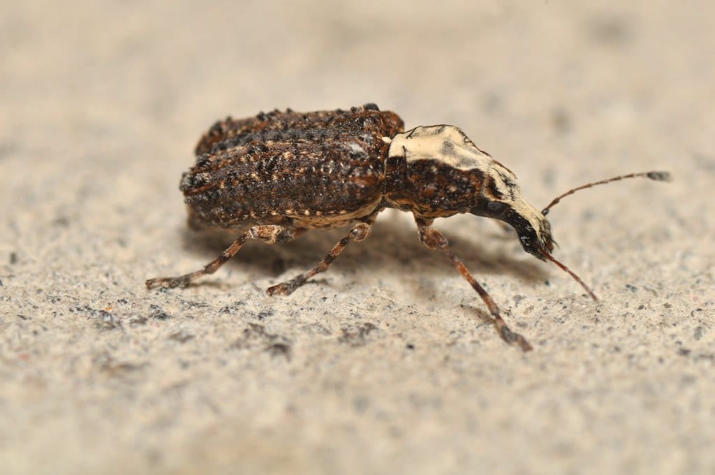 Fungus Weevil