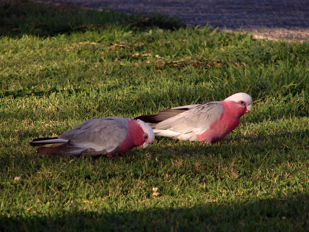 Galah Cockatoo
